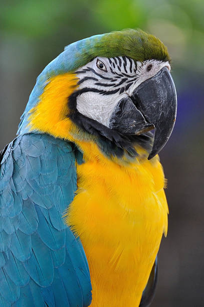 istock Close up beautiful macaw bird with angry eye action. 471790300