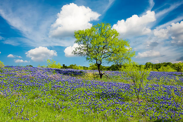 istock Bluebonnets in Late Afternoon Sun 471790660