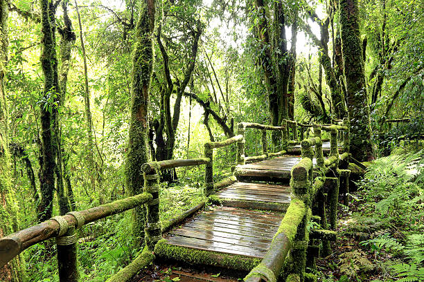 istock Evergreen Forest of Doi Inthanon 471790767