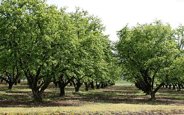 Orchard Of Hazelnut Trees stock photo