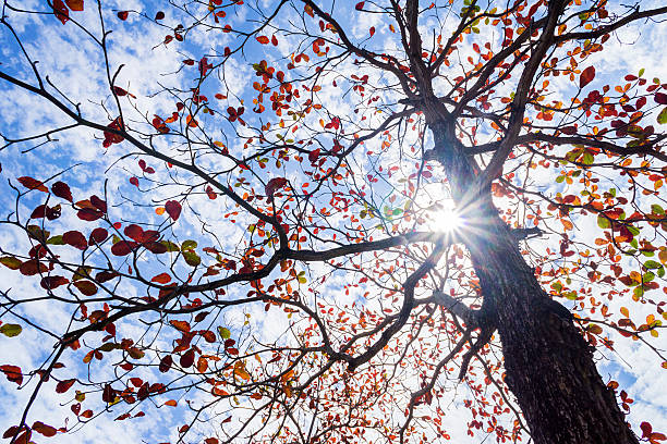 istock Colorful leaves during summer 471790868
