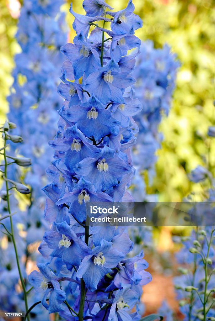 Blue Delphiniums Blue Delphiniums, in the mid-afternoon shade. Blue Stock Photo