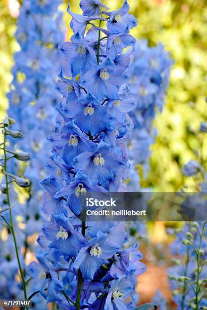 Blue Delphiniums Stock Photo - Download Image Now - Blue, Color Image, Delphinium