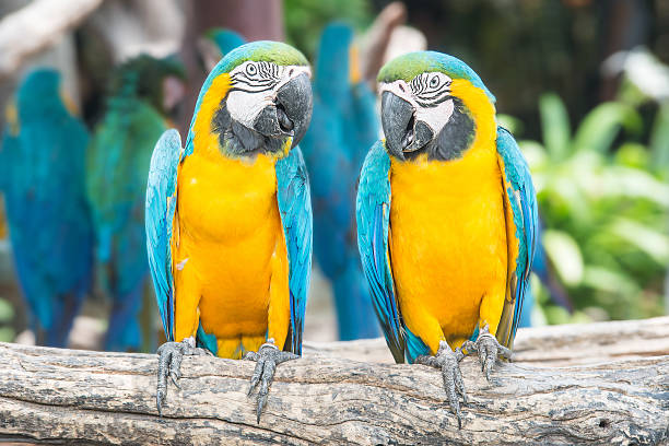 istock Pair of blue-and-yellow macaws perched in the jungle. 471791638
