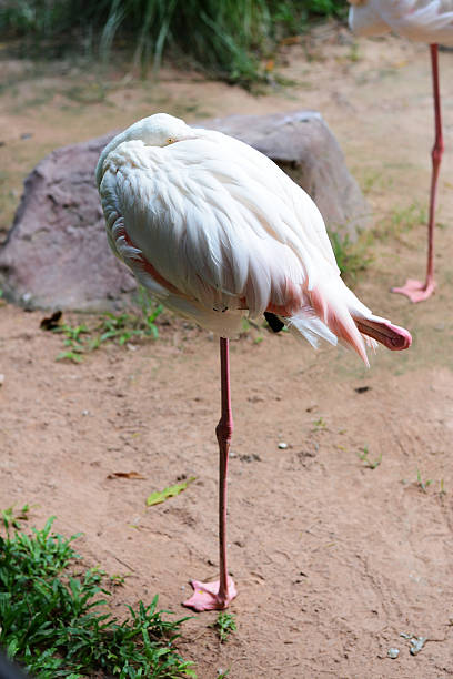 Bird's flamingos sleep on one foot.