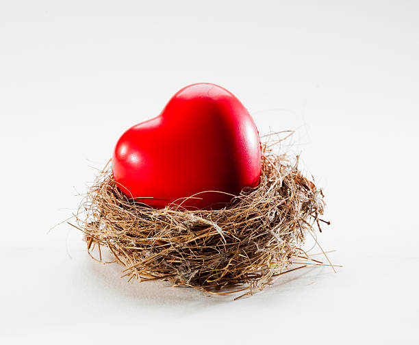 love nest with healthy heart symbol protected marriage for long-life happiness soft nest stock pictures, royalty-free photos & images