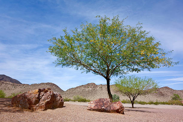 アリゾナ砂漠での裏庭メスキートの木 - mesquite tree ストックフォトと画像