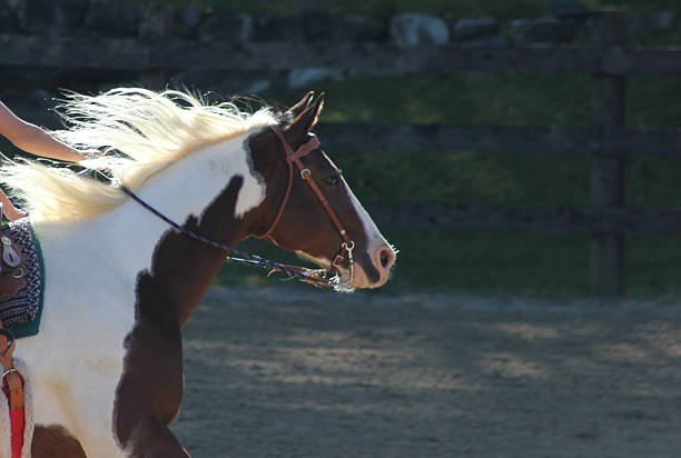 istock Running horse mane in sunlight 471792463