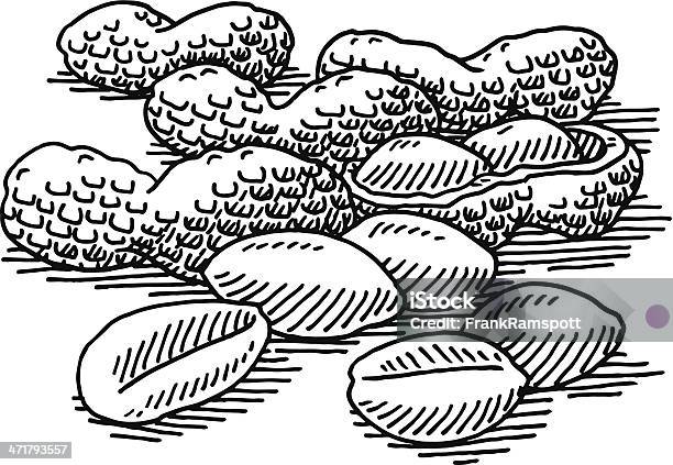 Peanuts Food Drawing Stock Illustration - Download Image Now - Bean, Biology, Black And White