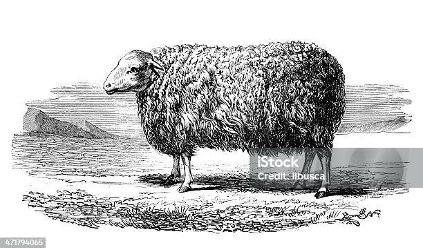 Antyczne Ilustracja Przedstawiająca Angielski Leicester Sheep - Stockowe grafiki wektorowe i więcej obrazów Białe tło