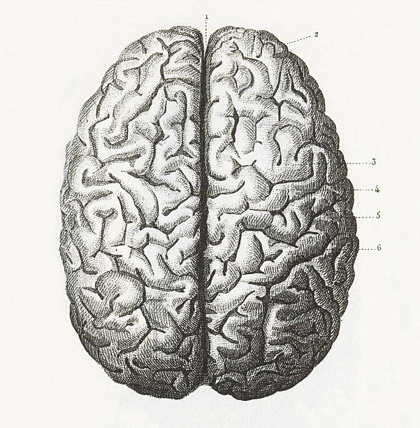 Human Brain Engraving Engraved illustrations of Anatomy of the Brain and Nerves from Iconographic Encyclopedia of Science, Literature and Art, Published in 1851. Copyright has expired on this artwork. Digitally restored. human brain anatomy stock illustrations
