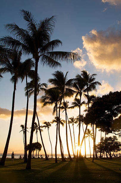 istock Sunset Through The Palm Trees On Waikiki Beach 471794101