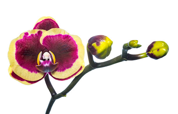 istock purple with yellow orchid is isolated on white background 471794123