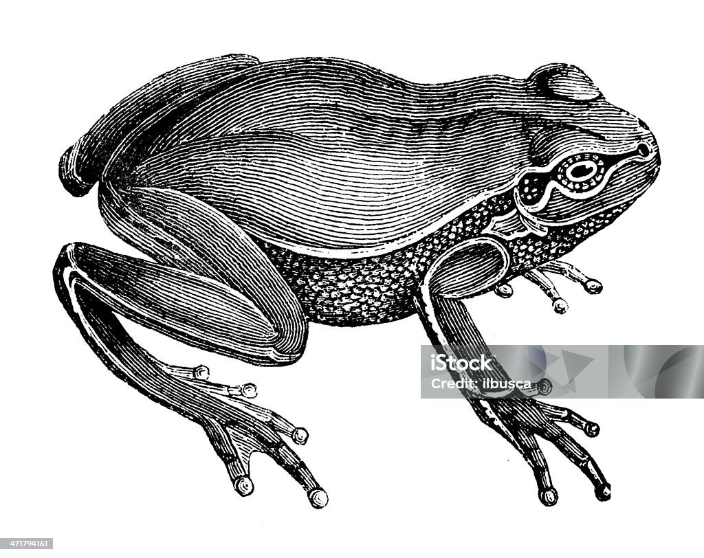 Antique illustration of European tree frog (Hyla arborea, Rana arborea) Frog stock illustration