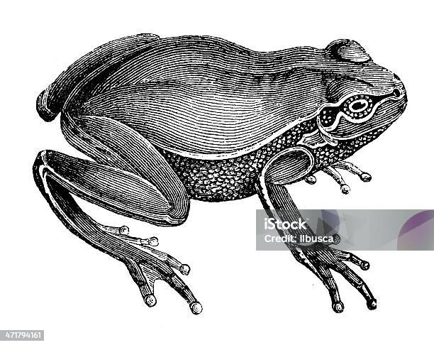 Antique Illustration Of European Tree Frog Stock Illustration - Download Image Now