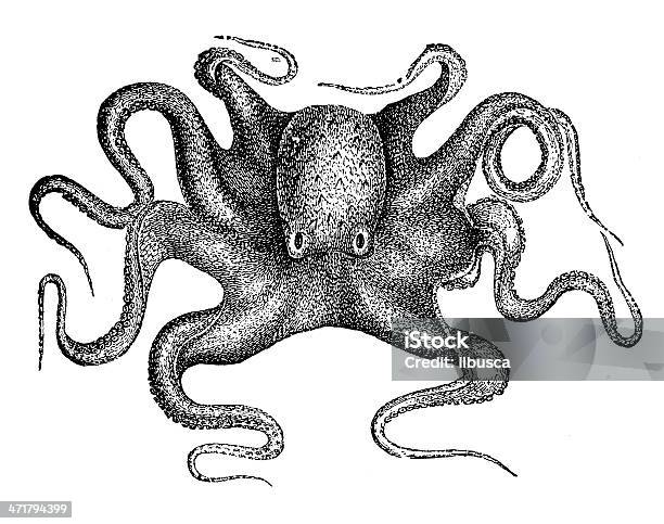 Antikes Illustration Common Octopus Stock Vektor Art und mehr Bilder von Krake - Cephalopode