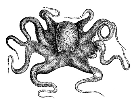 Antique illustration of common octopus (Octopus vulgaris)