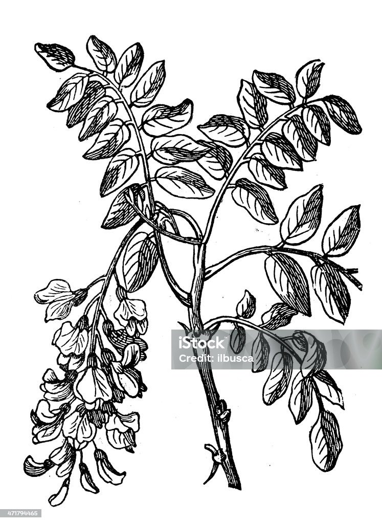 Antica illustrazione di Robinia pseudoacacia frutti (nero) - Illustrazione stock royalty-free di Antico - Vecchio stile