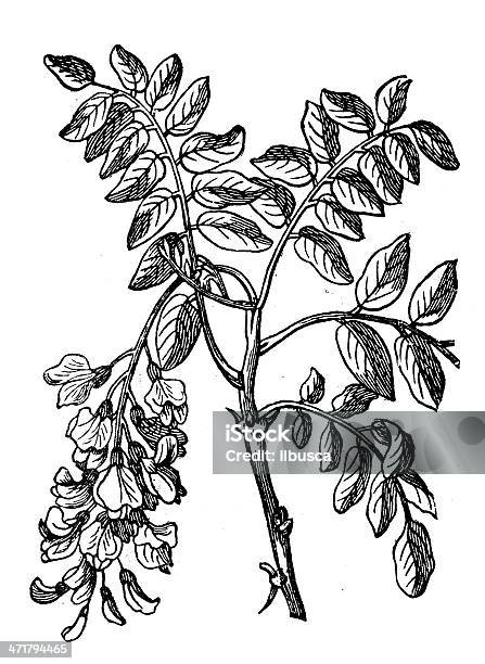 Antica Illustrazione Di Robinia Pseudoacacia Frutti - Immagini vettoriali stock e altre immagini di Antico - Vecchio stile