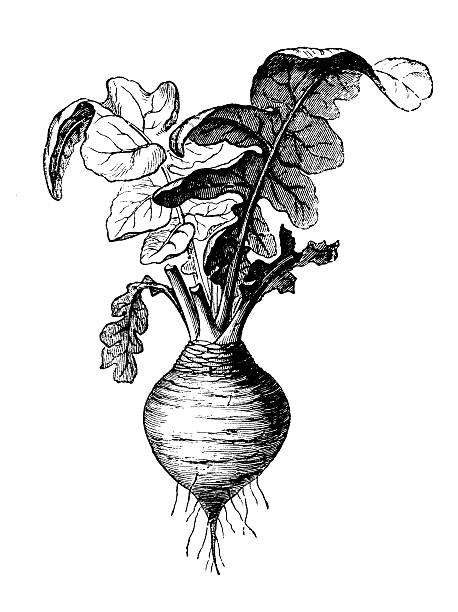 ilustraciones, imágenes clip art, dibujos animados e iconos de stock de anticuario ilustración de nabo sueco (brassica napobrassica) - rutabaga