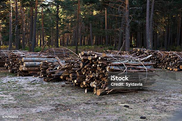 Empilhados De Registos - Fotografias de stock e mais imagens de Abeto - Abeto, Amontoar, Ao Ar Livre