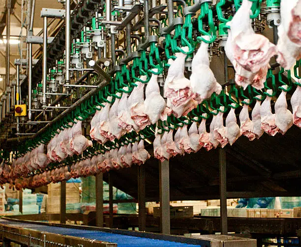 Photo of Production of white meat