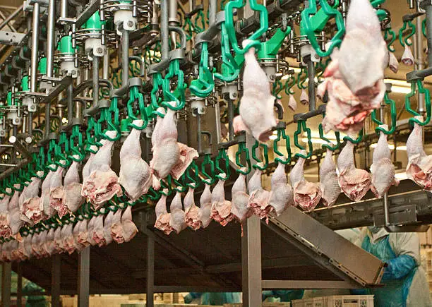 Photo of Production of chicken