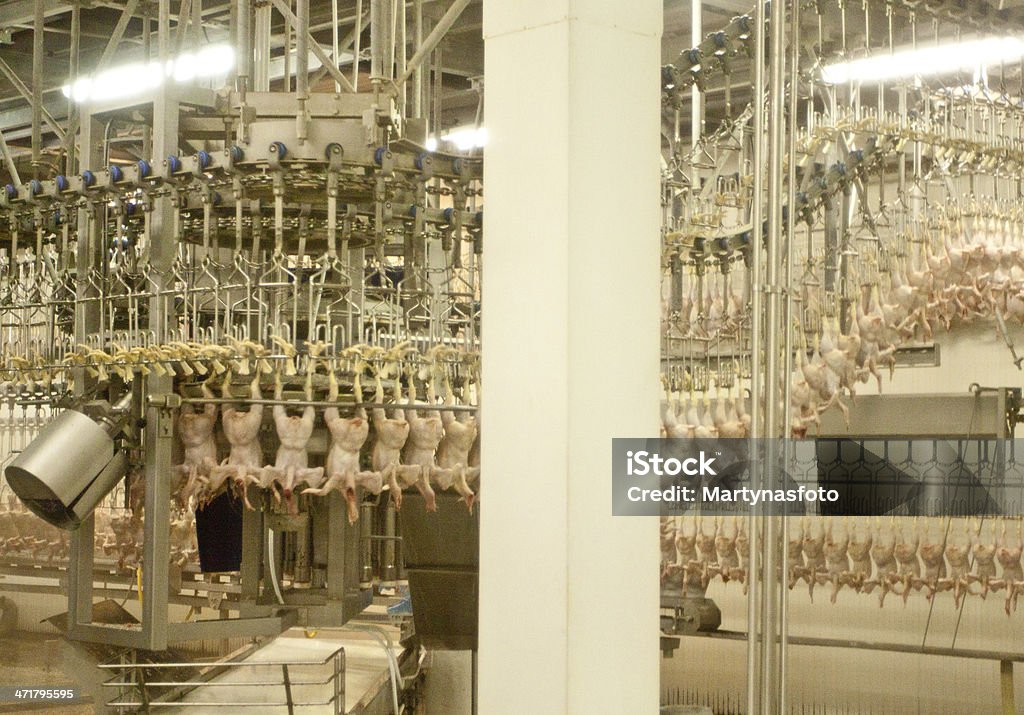 Chicken production plant Production of chicken breasts Dead Animal Stock Photo