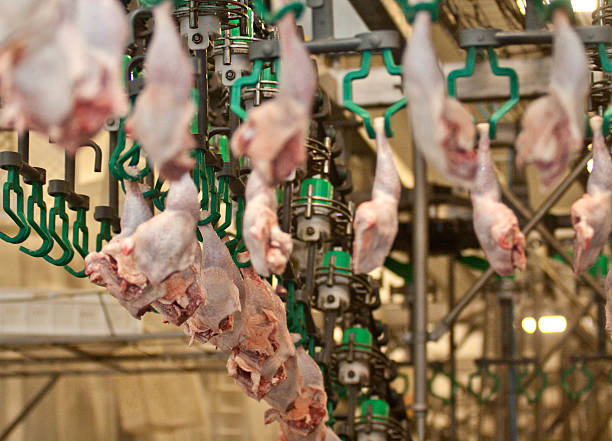 Conveyor of white meat stock photo