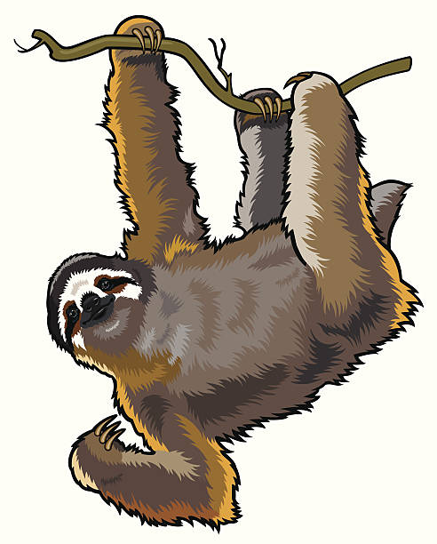 sloth brown throeted  three-toed sloth,bradypus variegatus,wild animal of amazon rainforest,picture isolated on white background lazy stock illustrations