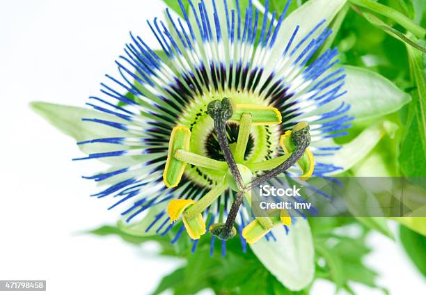 Passion Fruit Flower Macro Stock Photo - Download Image Now - 2015, Beauty In Nature, Blue