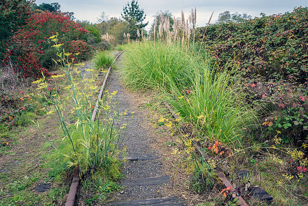 Abandoned overgrown railroad tracks in Arcata, California.