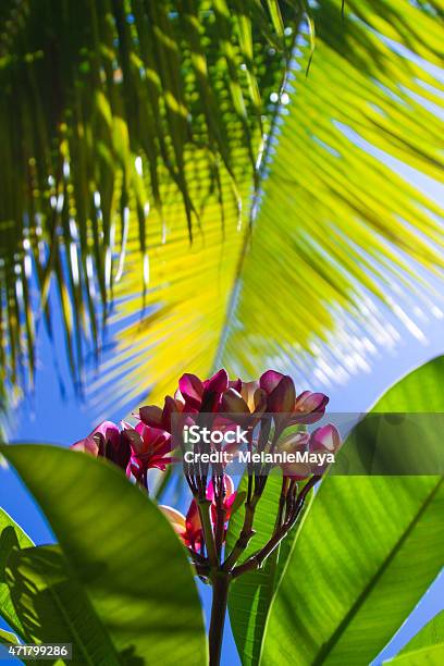 Tropical Island Flower Stock Photo - Download Image Now - Flower, Tahiti, 2015