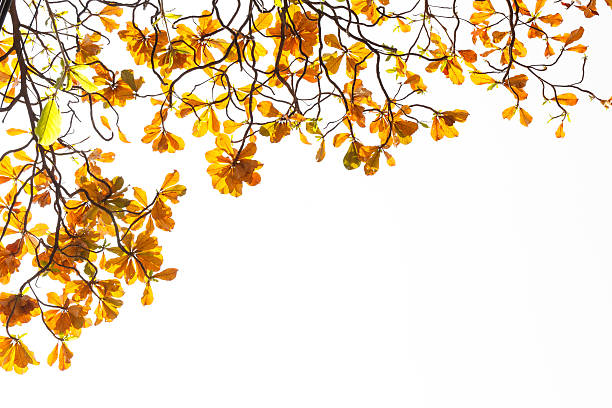 istock orange bangal almond leaves on white background 471800106