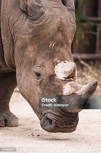 Great Southern White Rhinoceros - zdjęcia stockowe i więcej obrazów Afryka - Afryka, Biały, Ciało zwierzęcia