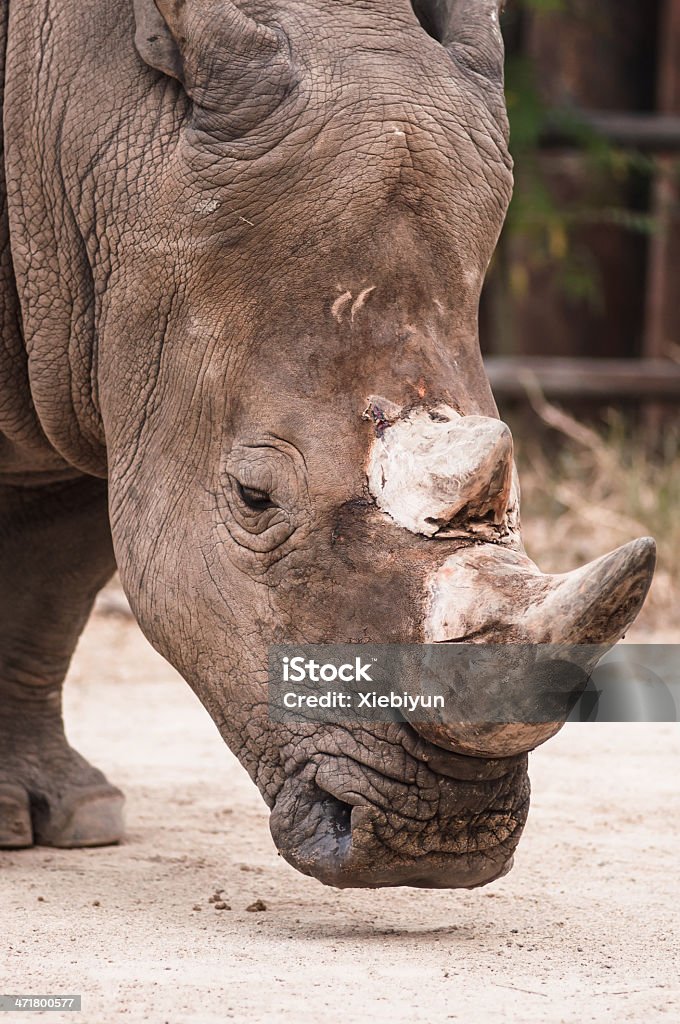 Огромный Южный белый носорог. - Стоковые фото Африка роялти-фри