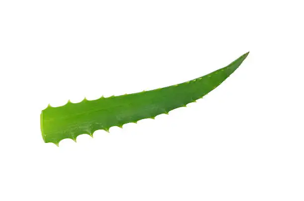 Photo of aloe leaf