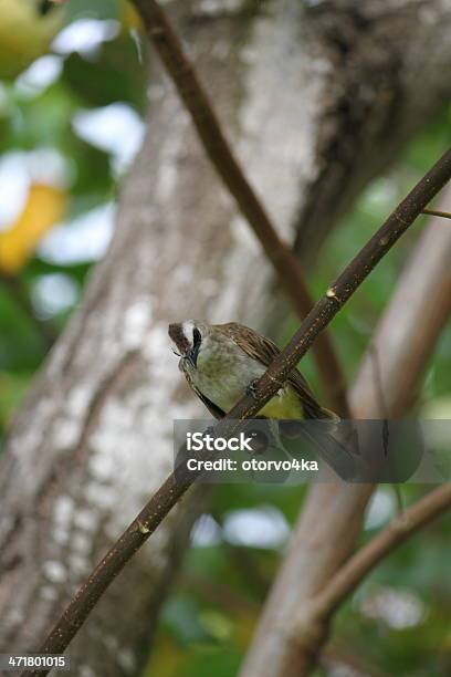 Sparrow の小枝 - ひれのストックフォトや画像を多数ご用意 - ひれ, ガーデニング, クローズアップ