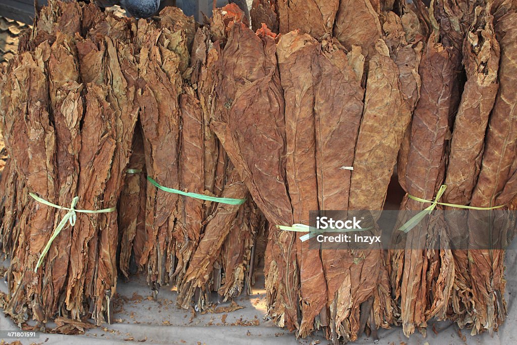 토바코 잎 - 로열티 프리 갈색 스톡 사진