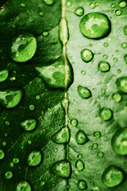 istock green leaf with drops of water 471801825