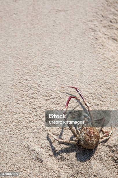 Zgon Krab Na Plaży - zdjęcia stockowe i więcej obrazów Brązowy - Brązowy, Część ciała zwierzęcia, Fotografika