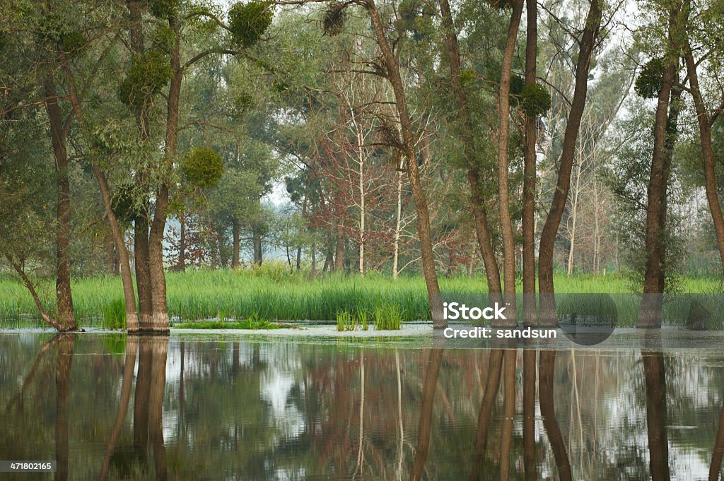 swampland Forest overrun by flood waters. Accidents and Disasters Stock Photo