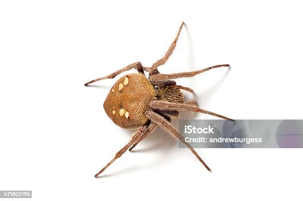 Australian Garden Orb Weaver Spider Na Białym Tle - zdjęcia stockowe i więcej obrazów Arachnofobia