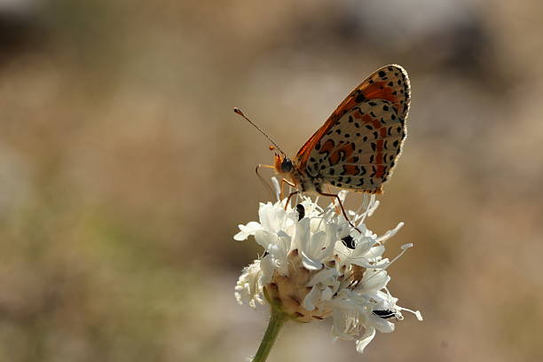 istock Butterfly is sucking at a single white flower 471802331