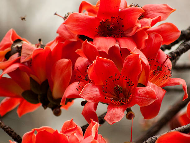 kapok red Bombax ceiba, kapok,flowering ceiba tree photos stock pictures, royalty-free photos & images