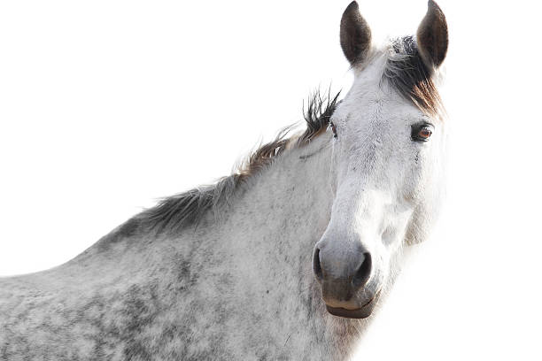 istock Beautiful white horse on a isolated background 471802631