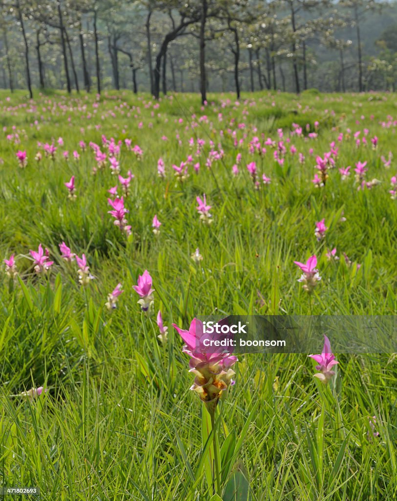 Розовый Сиам тюльпан «in full bloom» - Стоковые фото Без людей роялти-фри