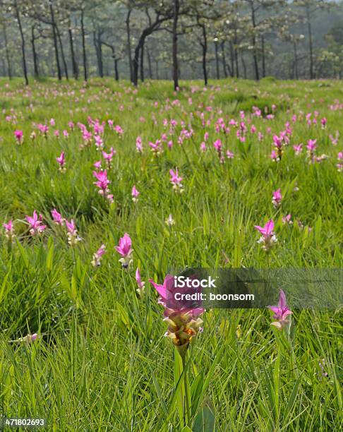 Розовый Сиам Тюльпан In Full Bloom — стоковые фотографии и другие картинки Без людей - Без людей, Ботаника, Вертикальный