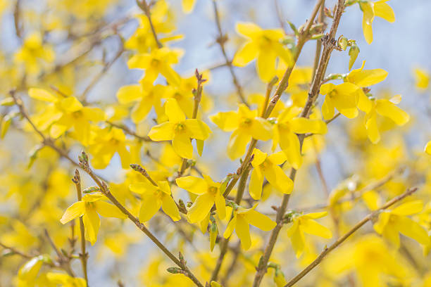 istock Closeup Forsythia Flowers 471802784