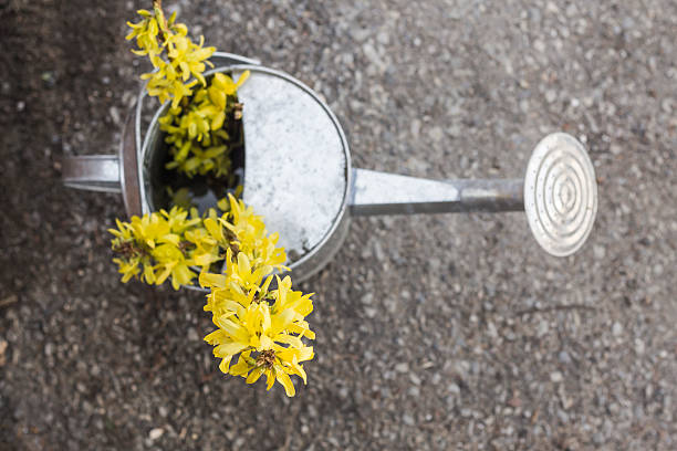 Yellow forsythia bush clippings in a tin watering can
